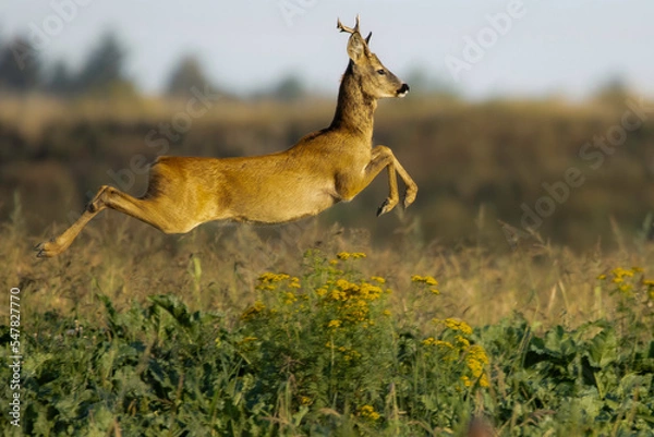 Fototapeta Suppsrise Deer