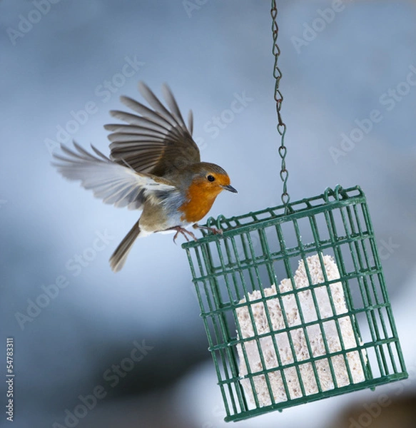 Fototapeta Robin on Bird Feeder