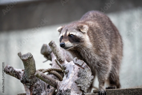 Fototapeta アライグマ