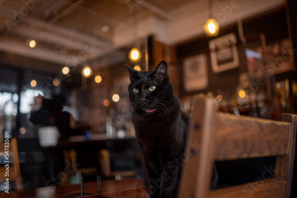 Obraz カフェのテーブルにいる黒猫