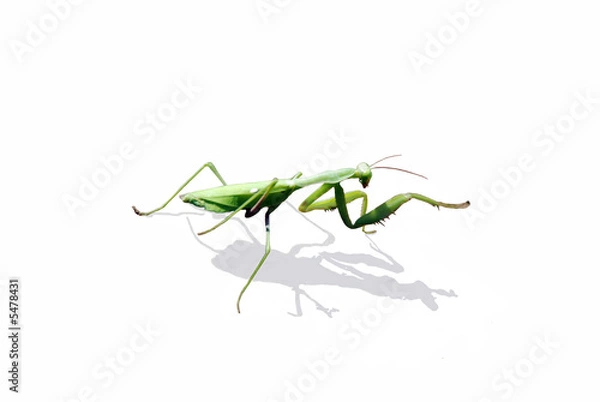 Obraz mantide religiosa