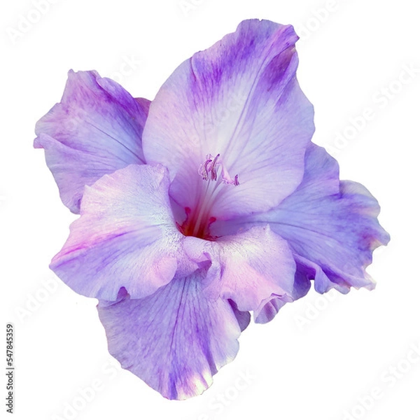 Fototapeta Beautiful purple gladiolus flower. PNG file on a transparent background.