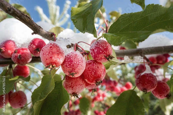 Fototapeta Frosted red forest apples on a branch. Close-up. Late autumn - early winter.