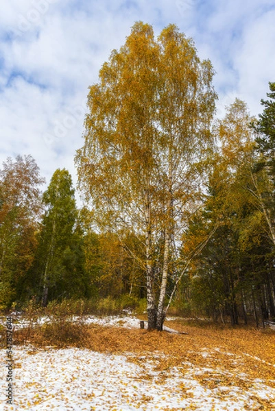 Fototapeta Tall, slender birch with golden foliage grows in a forest clearing. Ural, Russia.