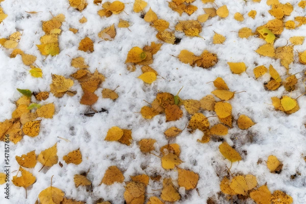 Fototapeta Yellow leaves fallen from a birch are scattered on white snow. Late autumn - early winter.