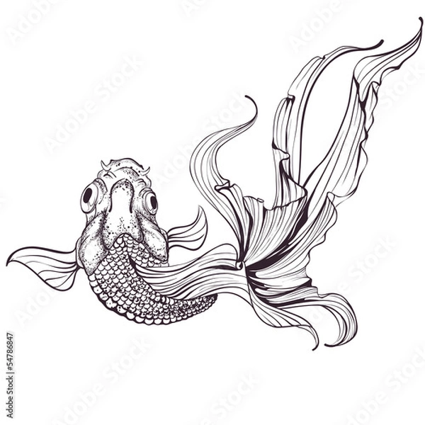 Obraz Goldfish sketch on white background