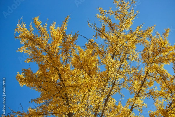 Fototapeta 秋の黄色いイチョウの葉の風景
