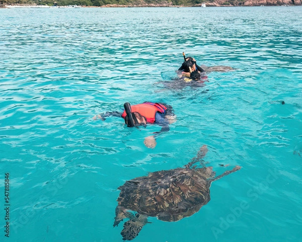 Fototapeta Group of tourists are snorkeling together with the turtles in Pulau Redang.