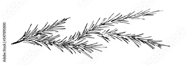 Obraz Simple hand drawn vector drawing in black outline. Pine branches, festive garland, banner. New Year, Christmas design. Coniferous, ornaments. Ink sketch.