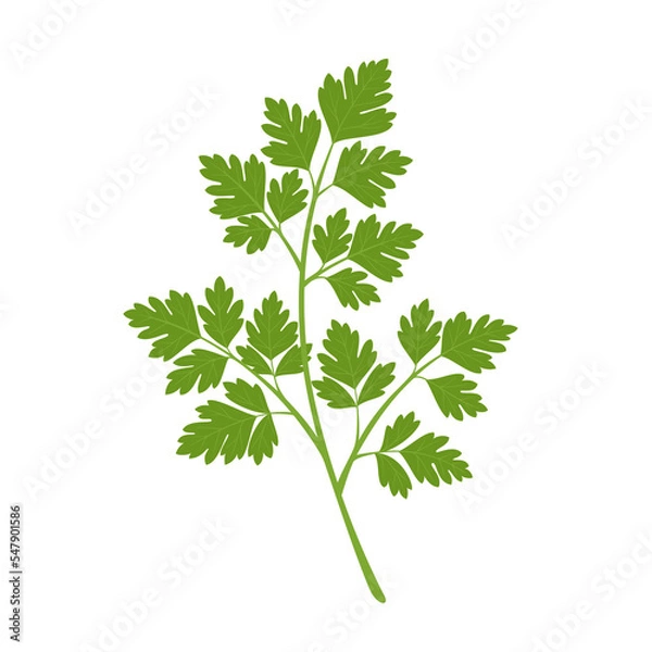 Fototapeta Parsley isolated on white background. Herbs. Vector illustration. Flat style.	