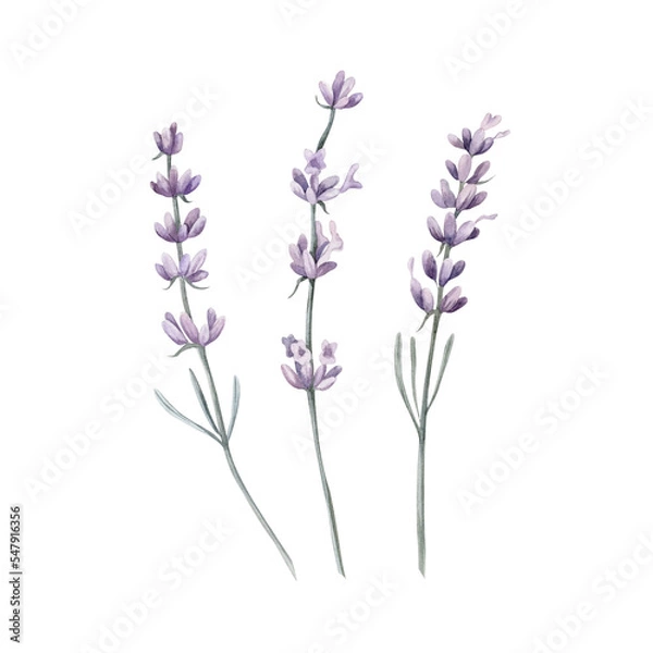 Fototapeta Lavander Watercolor. Set. Illustration for clipart. Designed for menus, culinary blogs, packaging, textiles, web design, sites, stickers, invitations, patterns, logos. Drawn by hand.