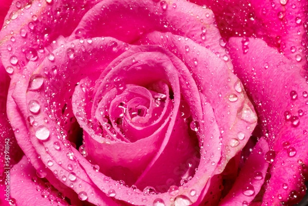 Fototapeta Close up of the middle of a beautiful pink rose covered with water droplets on its petals