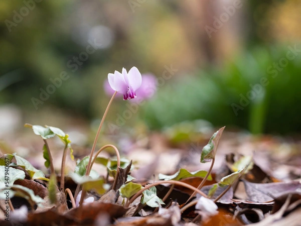 Obraz 愛らしい原種シクラメン