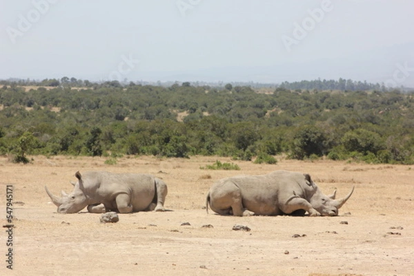 Obraz white rhino and calf