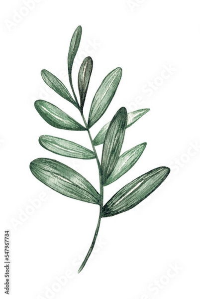 Obraz Watercolor painting botanical green leaves, PNG file transparent no background