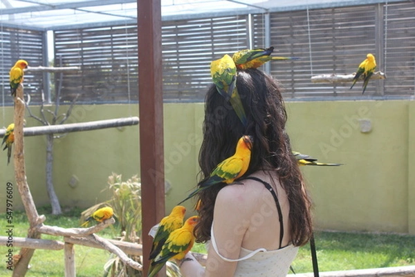Obraz Confident parrots asking for food