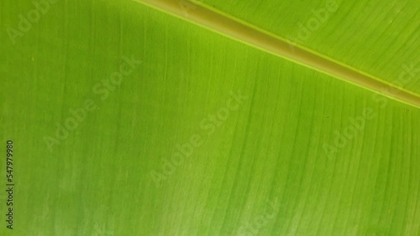 Obraz Texture of banana leaf, Nature Backgrounds.