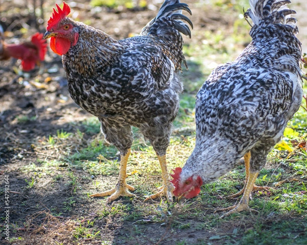 Fototapeta Poultry chicken - rooster