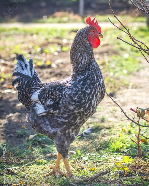 Fototapeta Poultry chicken - rooster