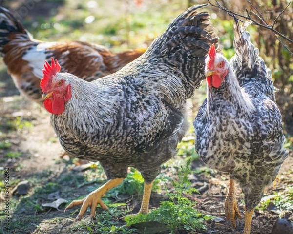 Fototapeta Poultry chicken - rooster