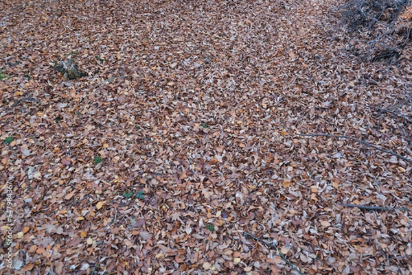 Obraz Waldboden bedeckt mit Laub