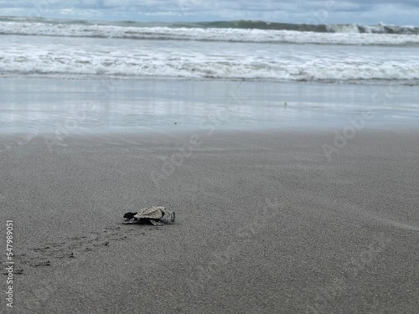 Obraz baby turtles set free