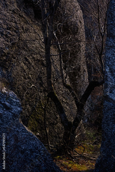 Fototapeta Tree in a gorge between rocks