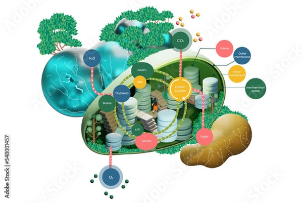 Obraz Illustration in Isometric Style of Chloroplast of a Plant on transparent Background