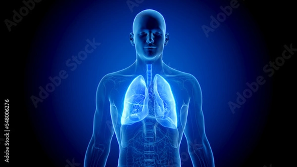 Fototapeta 3D Rendered Medical Illustration of Male Anatomy - The Lungs