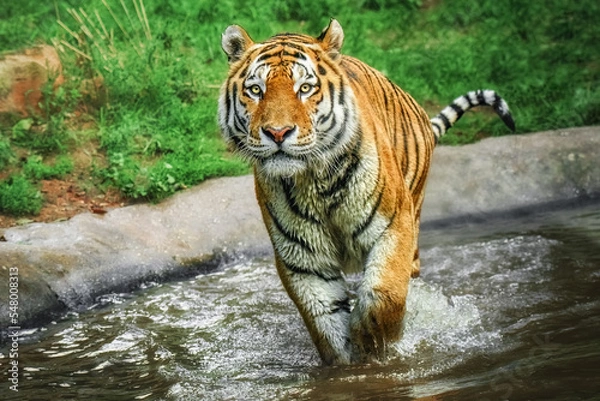 Obraz Close up of Siberian tiger (Panthera tigris altaica) low angle direct view photo of tiger walking in water