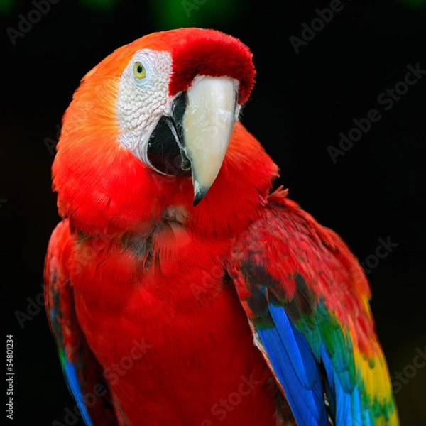 Obraz Scarlet Macaw