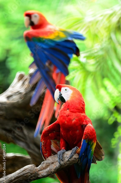 Fototapeta Scarlet Macaw