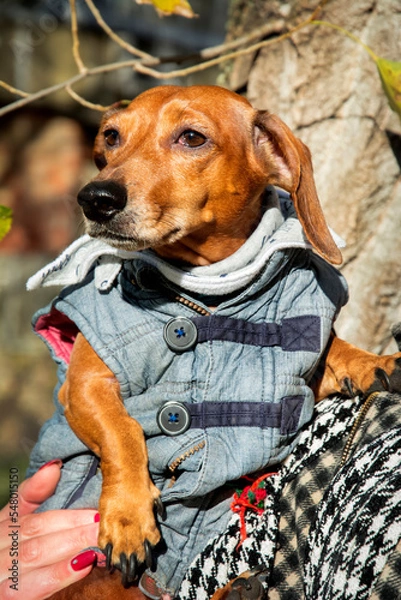 Fototapeta In the autumn park, a brown dachshund on a bright sunny day with a scarf around his neck and in a denim vest.