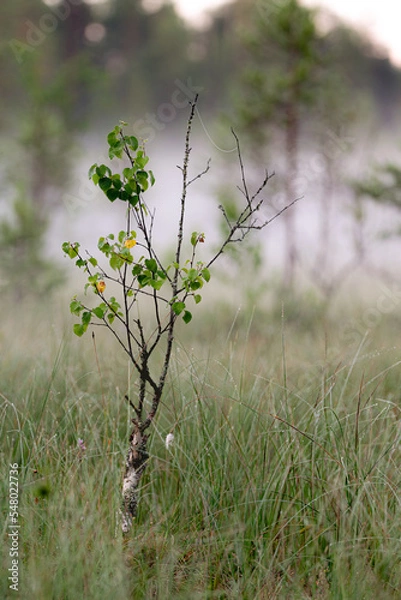 Obraz growing in marsh
