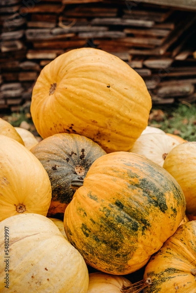 Obraz Large ripe yellow autumn pumpkins in autumn outdoors. Pumpkins for Halloween