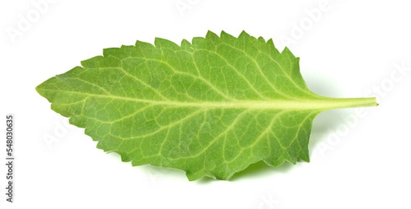 Obraz Cressabi leaves