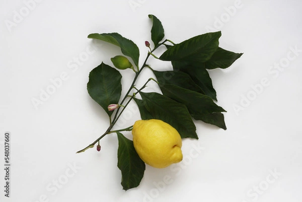 Obraz Lemon branch with lemon fruit, leaves and flower on a white background. Top view. Photo from above.