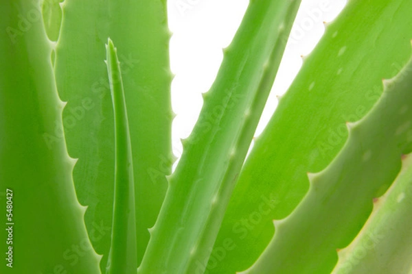 Fototapeta aloe