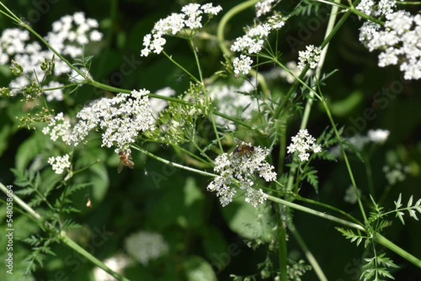 Obraz flowers in the wind