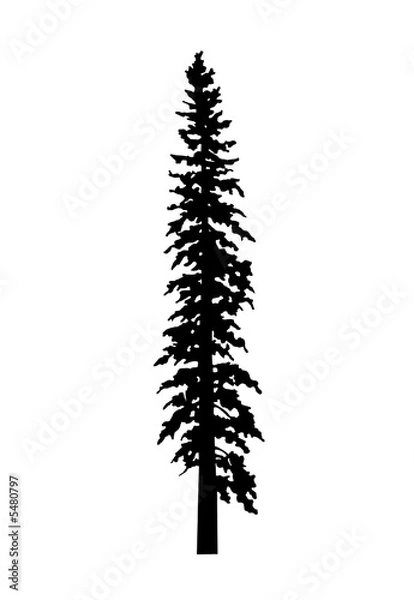 Obraz  Grand Fir Tree Silhouette