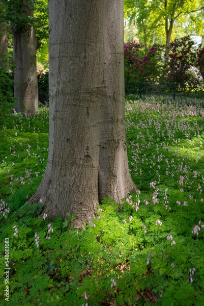 Obraz Rhododendron Park, Bremen
