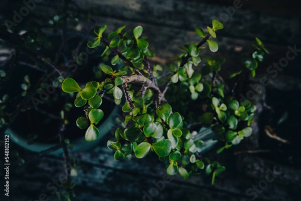 Fototapeta plants on table rustic 