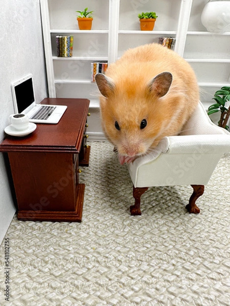 Fototapeta Cute Syrian hamster working on a laptop in a cozy home office
