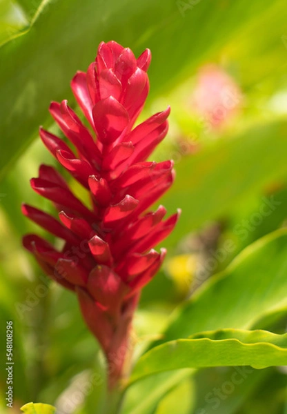 Obraz heliconia flor tropical