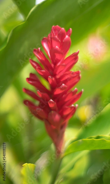 Obraz heliconia flor tropical