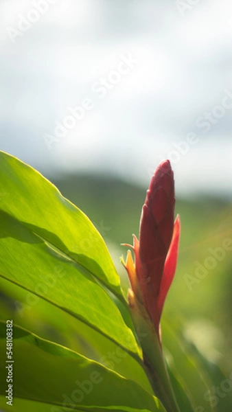 Obraz heliconia flor tropical