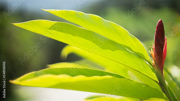 Obraz heliconia flor tropical