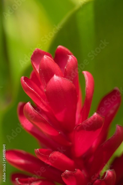 Obraz heliconia flor tropical