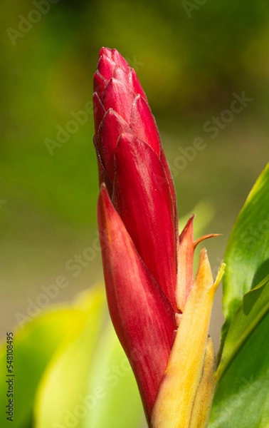 Obraz heliconia flor tropical