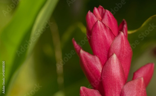 Obraz heliconia flor tropical